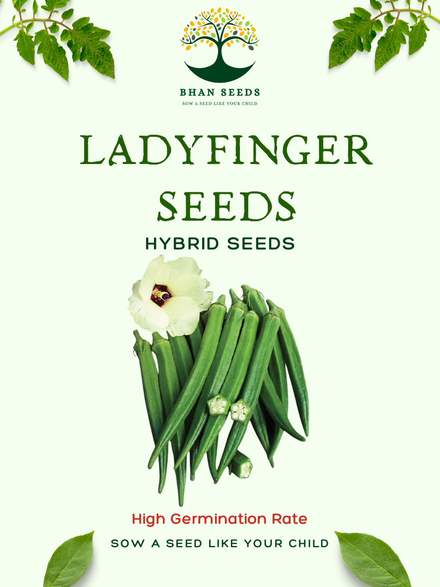 25+ Bhindi (Okra) Seeds ā Grow Fresh & Tender Ladyfinger! šæ