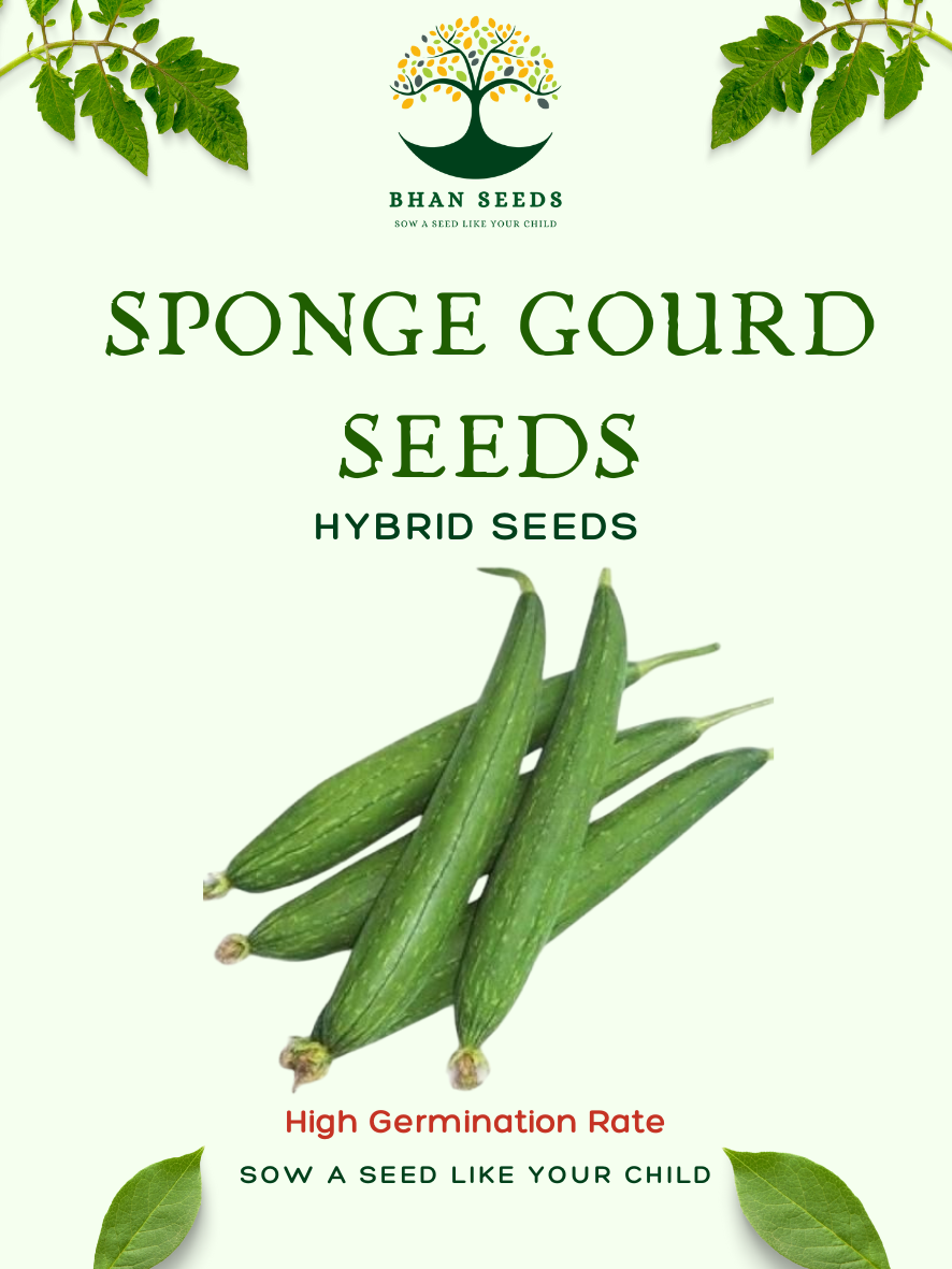 25+ Sponge Gourd (Gilki) Seeds ā Soft, Tender & Fiber-Rich! š„