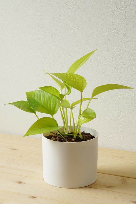 Indoor Plants