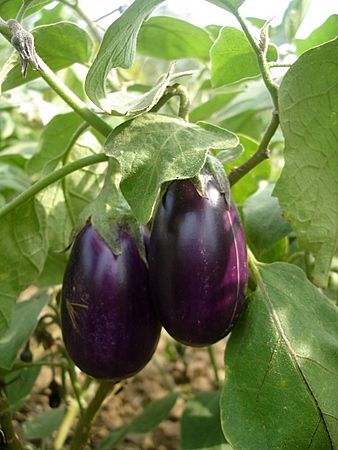 100+ Hybrid Brinjal Seeds (B-Dhanasiri) 86% Germination Rate