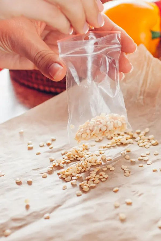 100+ Chilli Seeds – Spice Up Your Garden & Dishes! 🌶️
