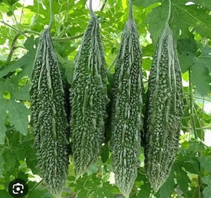 25+ HYBRID Bitter Gourd Seeds (Best For Kitchen Gardening)
