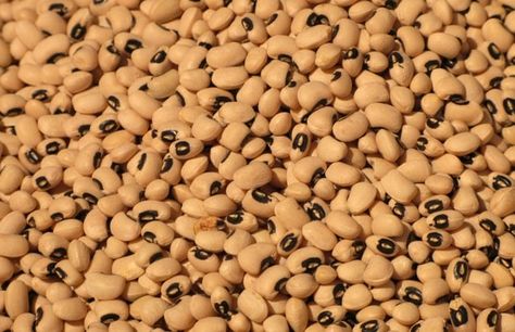 25+ Lobia (Cowpea) Seeds – Protein-Rich & Easy to Grow! 🫘