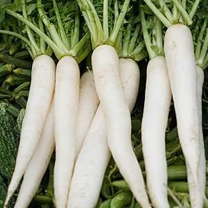 100+ Radish Seeds (Best for Kitchen Gardening)