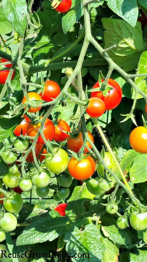 100+ Cherry Tomato Seeds – Sweet, Juicy & Bite-Sized! 🍅