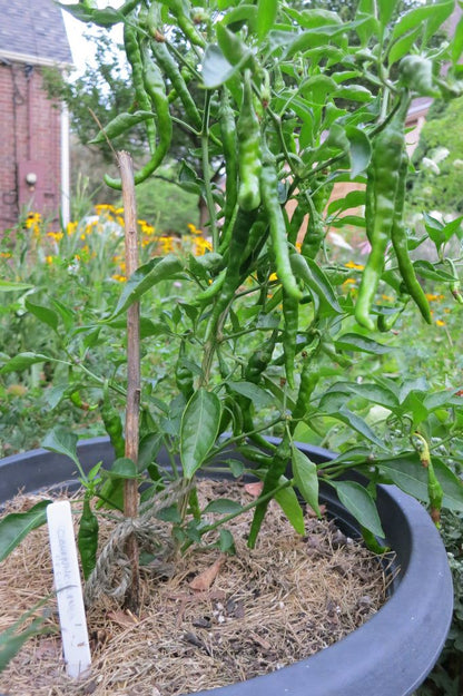 100+ Chilli Seeds – Spice Up Your Garden & Dishes! 🌶️