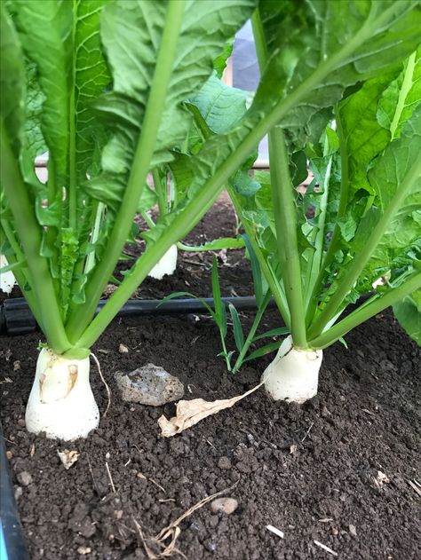 100+ Radish Seeds (Best for Kitchen Gardening)
