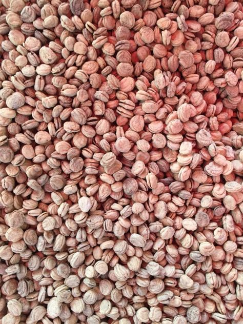 100+ Radish Seeds (Best for Kitchen Gardening)