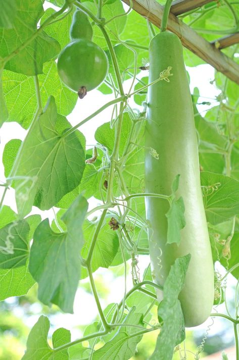 25+ Lauki Seeds (Bottle Gourd) – Grow Nutritious & Hydrating Gourds! 🎋