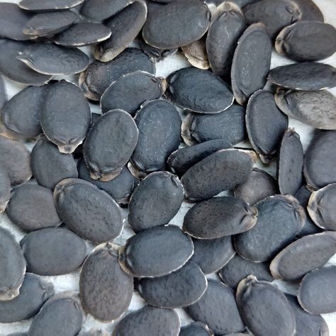 25+ Sponge Gourd (Gilki) Seeds – Soft, Tender & Fiber-Rich! 🥒