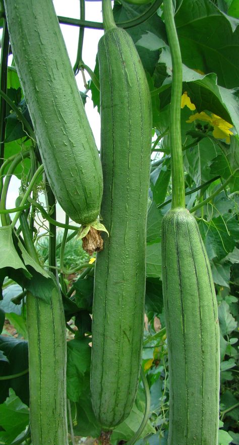 25+ Sponge Gourd (Gilki) Seeds – Soft, Tender & Fiber-Rich! 🥒