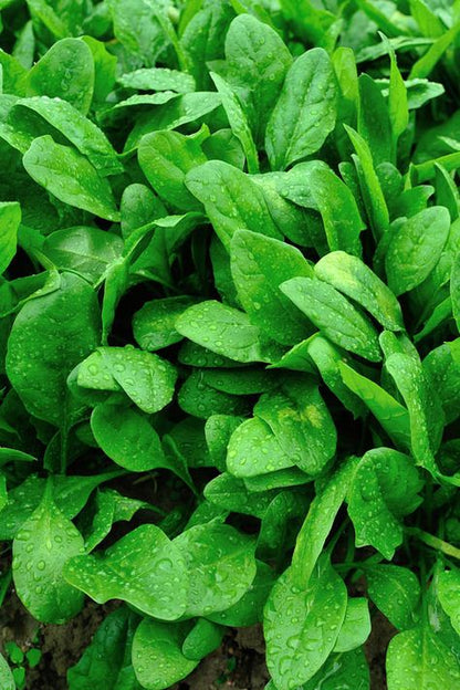 25gm Spinach (Palak) Seeds – Nutrient-Packed & Fast-Growing! 🌿