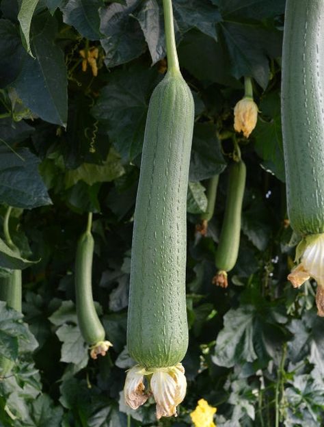 25+ Sponge Gourd (Gilki) Seeds – Soft, Tender & Fiber-Rich! 🥒
