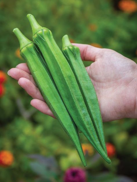 25+ Bhindi (Okra) Seeds – Grow Fresh & Tender Ladyfinger! 🌿