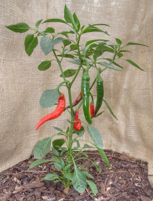 100+ Chilli Seeds – Spice Up Your Garden & Dishes! 🌶️