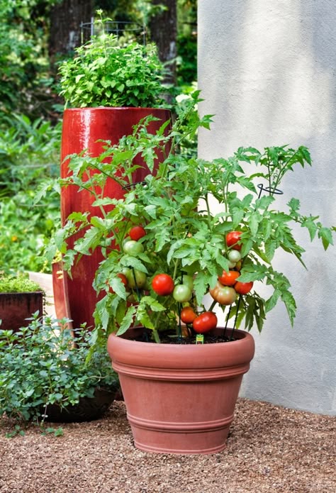 100+ Seeds Hybrid Tomato Seeds (T-Arkavati) 83% germination Rate