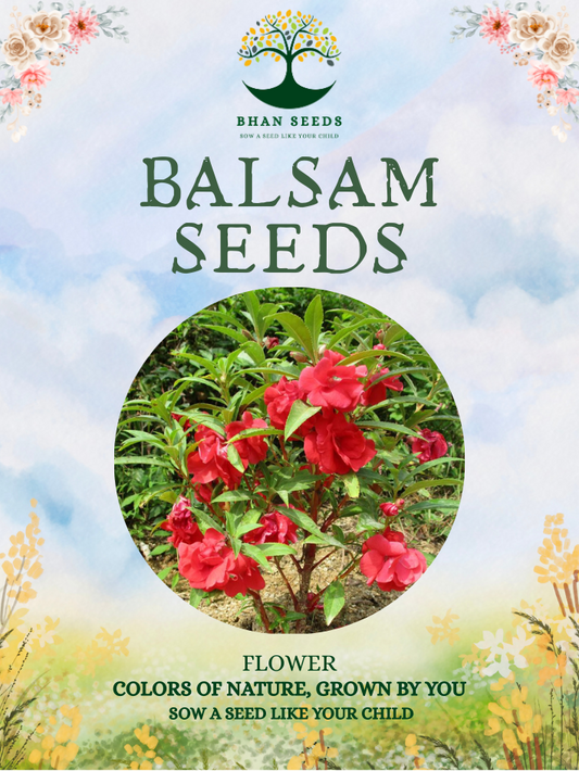 200+ Balsam Flower Seeds