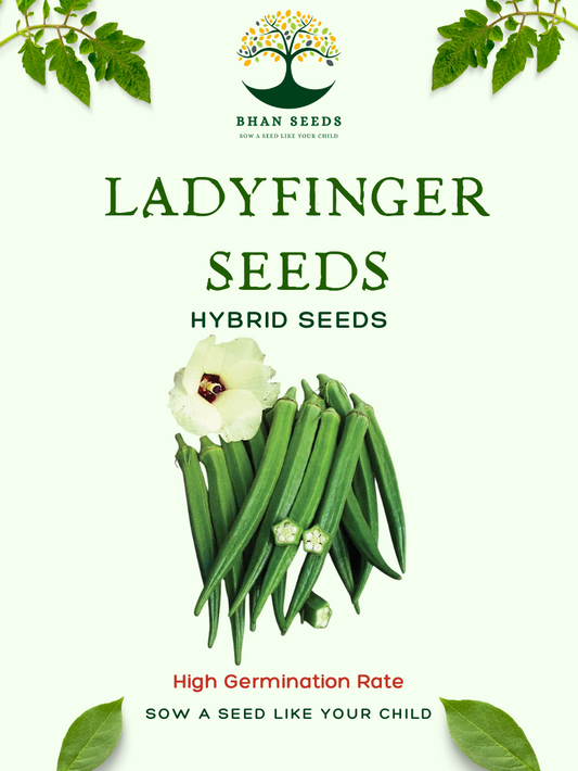 25+ Bhindi (Okra) Seeds – Grow Fresh & Tender Ladyfinger! 🌿