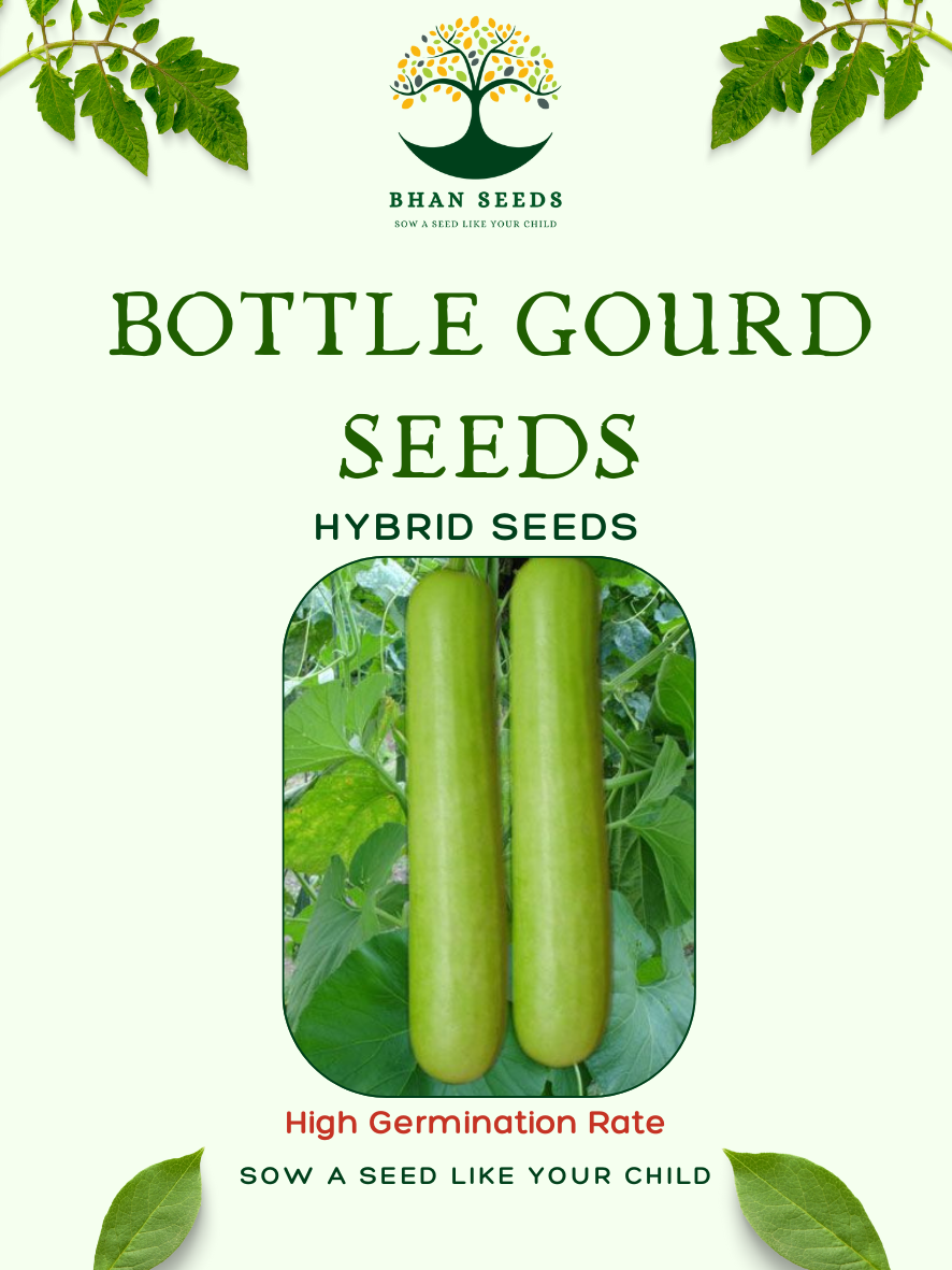 25+ Lauki Seeds (Bottle Gourd) – Grow Nutritious & Hydrating Gourds! 🎋