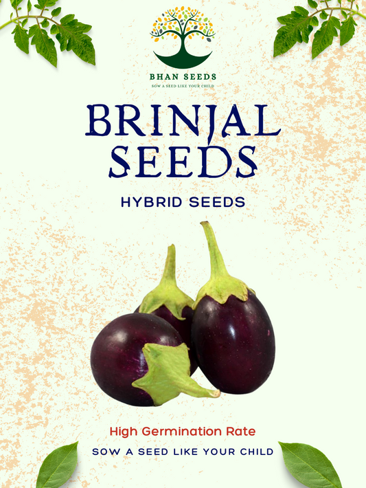 100+ Hybrid Brinjal Seeds (B-Dhanasiri) 86% Germination Rate