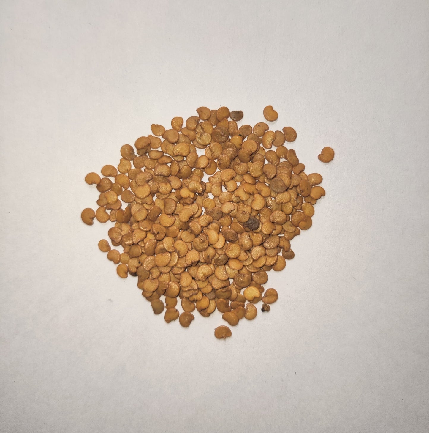 100+ Hybrid Brinjal Seeds (B-Dhanasiri) 86% Germination Rate