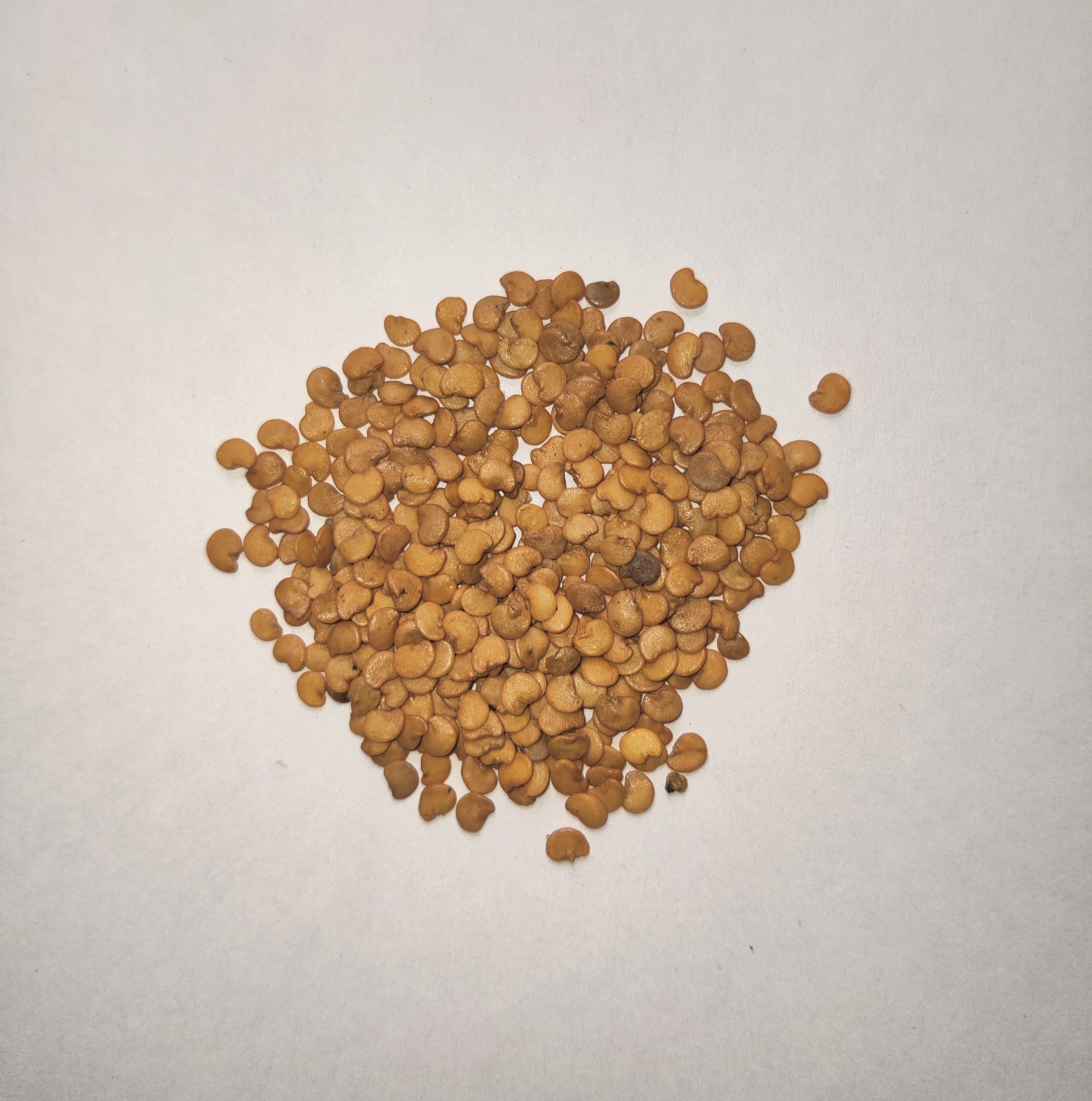100+ Hybrid Brinjal Seeds (B-Dhanasiri) 86% Germination Rate