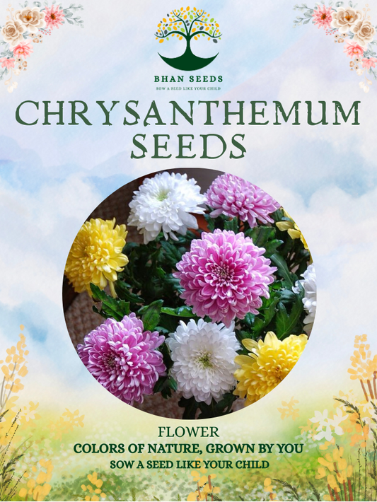 200+ Chrysanthemum Flower Seeds