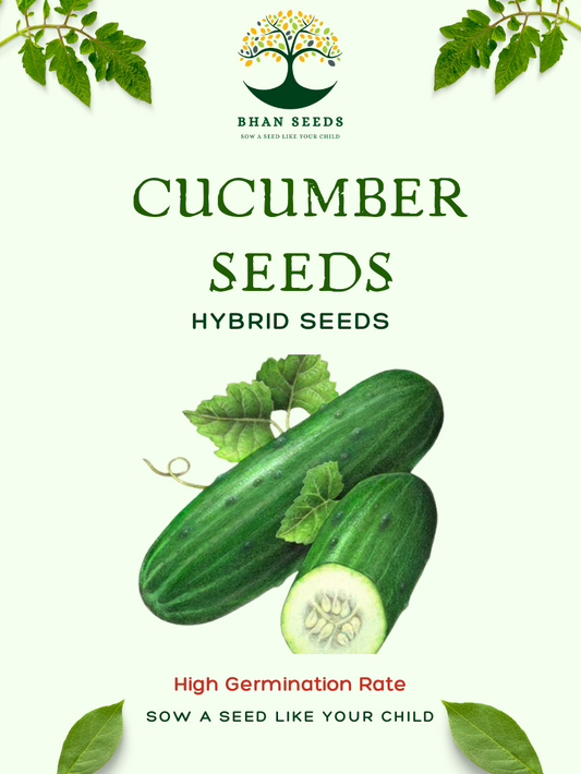 25+ Cucumber Seeds – Refreshing, Crunchy & Hydrating! 🥒