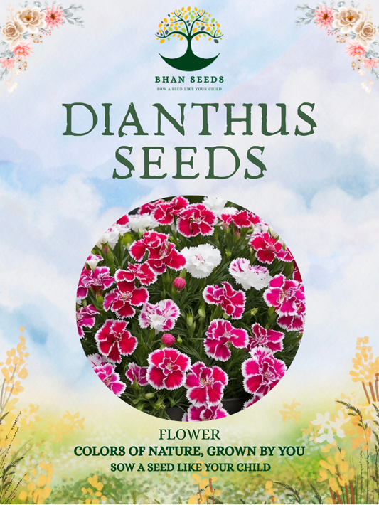200+ Dianthus Flower Seeds