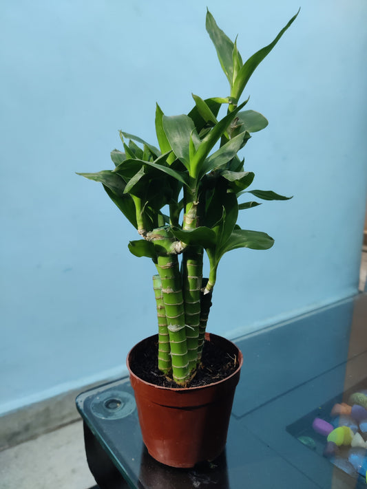 🎋 Lucky Bamboo: Symbol of Prosperity & Good Fortune