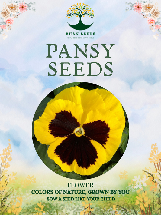 150+ Pansy Flower Seeds
