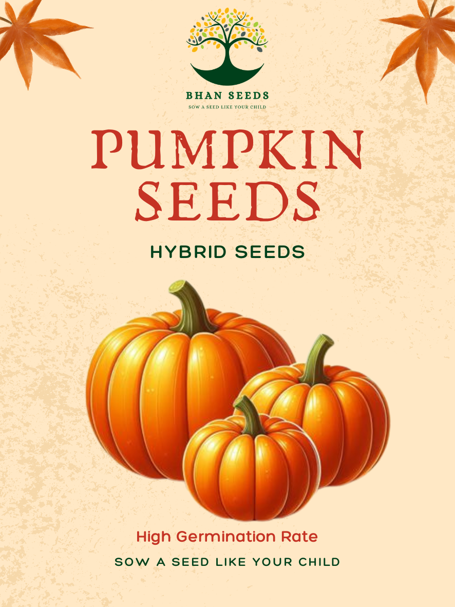 10+ Pumpkin Hybrid Seeds