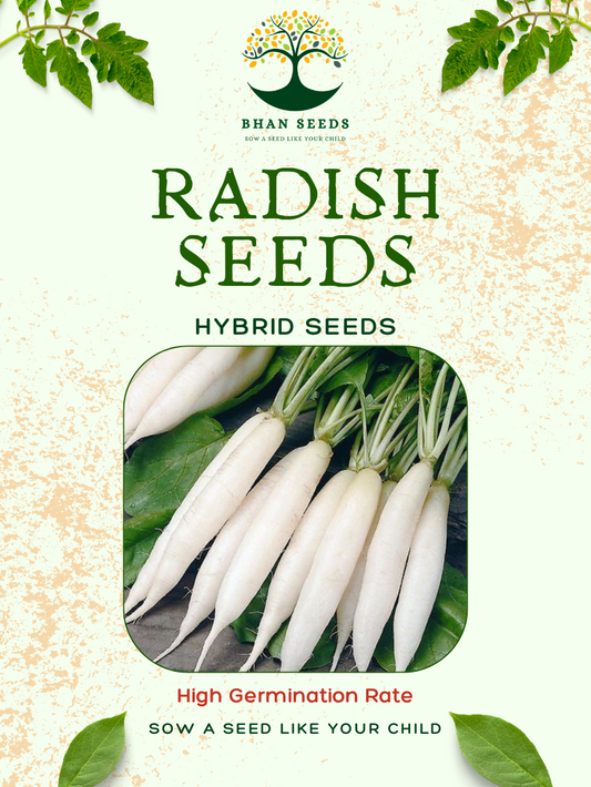 100+ Radish Seeds (Best for Kitchen Gardening)