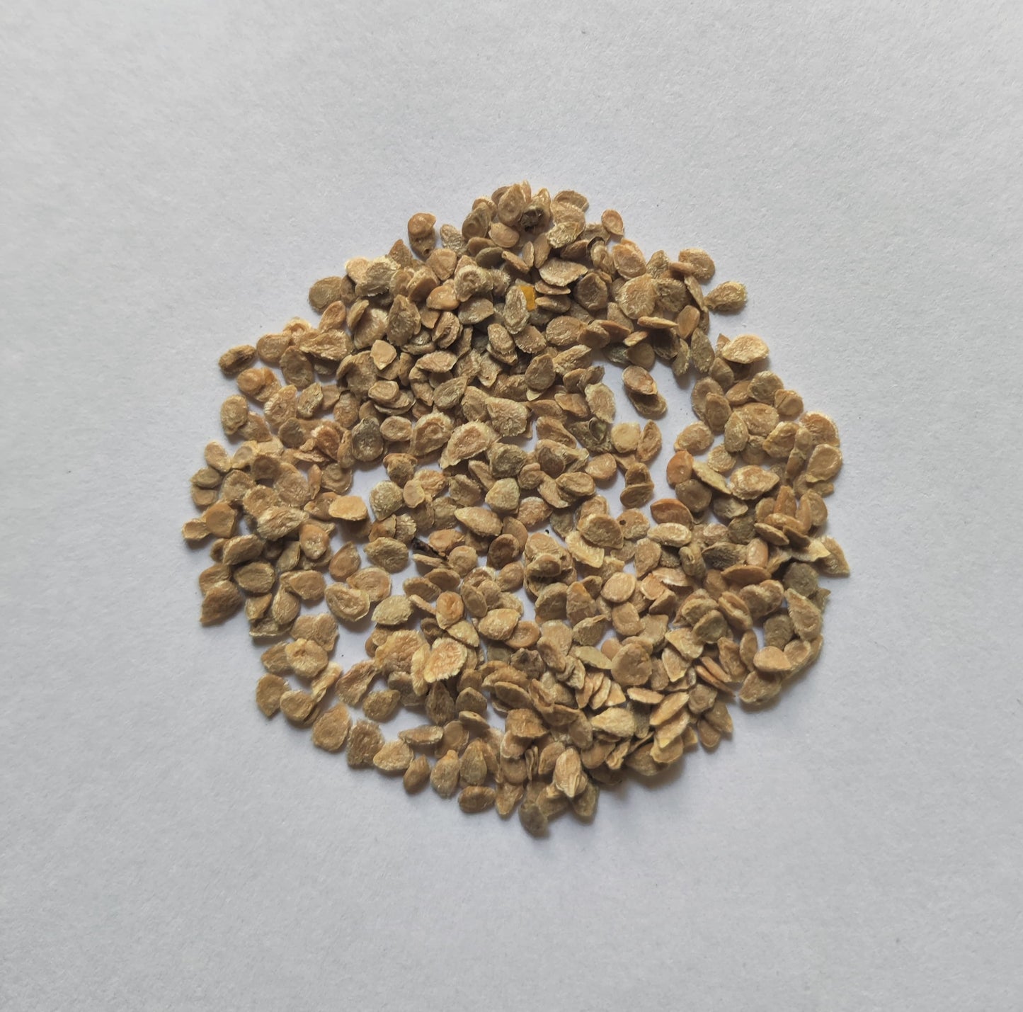 100+ Seeds Hybrid Tomato Seeds (T-Arkavati) 83% germination Rate