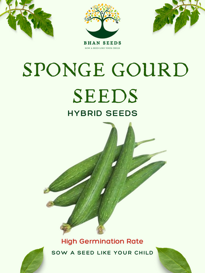25+ Sponge Gourd (Gilki) Seeds – Soft, Tender & Fiber-Rich! 🥒