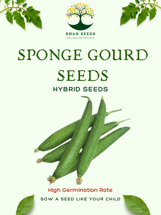 25+ Sponge Gourd (Gilki) Seeds – Soft, Tender & Fiber-Rich! 🥒
