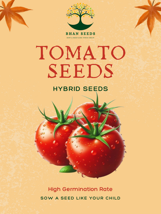 Hybrid Tomato Seeds