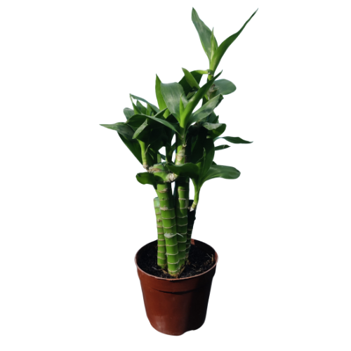 🎋 Lucky Bamboo: Symbol of Prosperity & Good Fortune