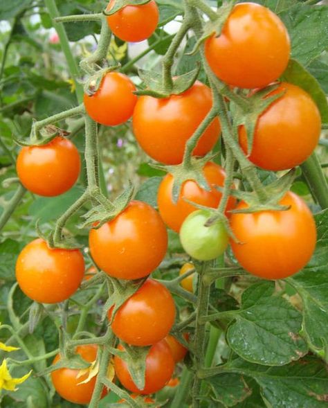 100+ Cherry Tomato Seeds – Sweet, Juicy & Bite-Sized! 🍅