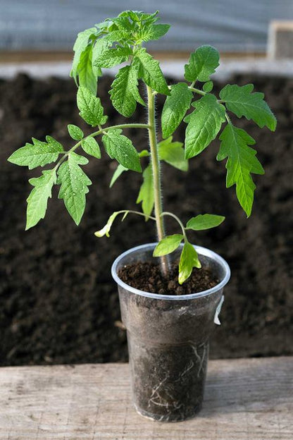 100+ Seeds Hybrid Tomato Seeds (T-Arkavati) 83% germination Rate
