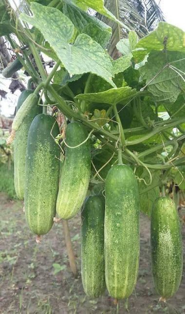 25+ Cucumber Seeds – Refreshing, Crunchy & Hydrating! 🥒