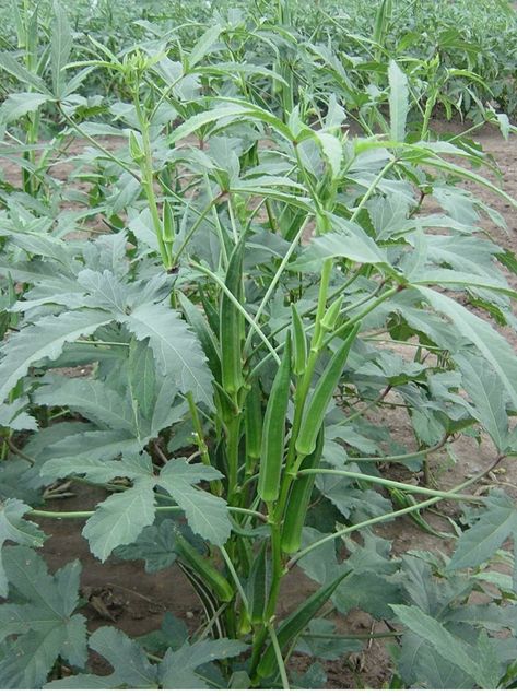 25+ Bhindi (Okra) Seeds – Grow Fresh & Tender Ladyfinger! 🌿