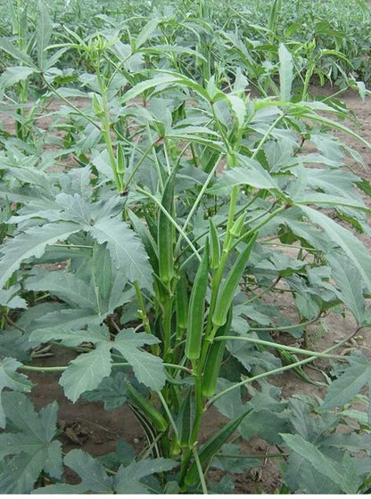 25+ Bhindi (Okra) Seeds – Grow Fresh & Tender Ladyfinger! 🌿