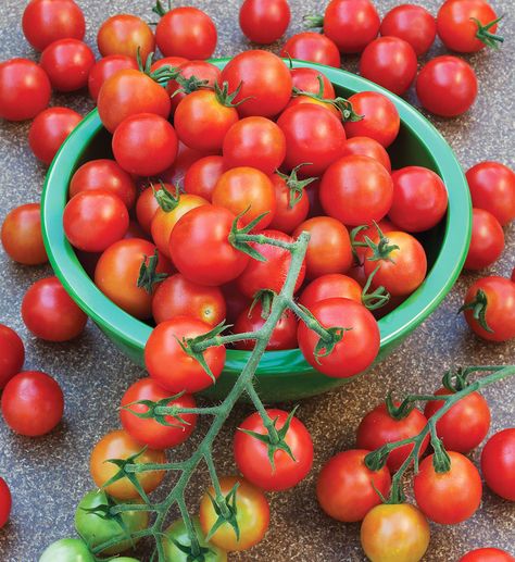 100+ Cherry Tomato Seeds – Sweet, Juicy & Bite-Sized! 🍅