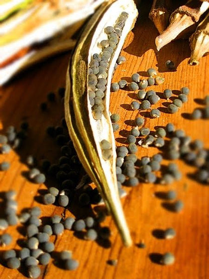25+ Bhindi (Okra) Seeds – Grow Fresh & Tender Ladyfinger! 🌿