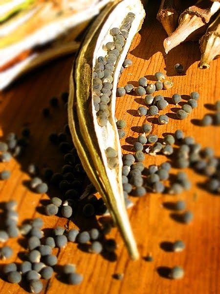 25+ Bhindi (Okra) Seeds – Grow Fresh & Tender Ladyfinger! 🌿