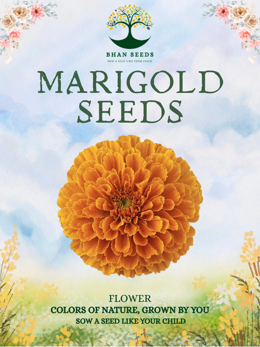 200+ Native Marigold Flower Seeds