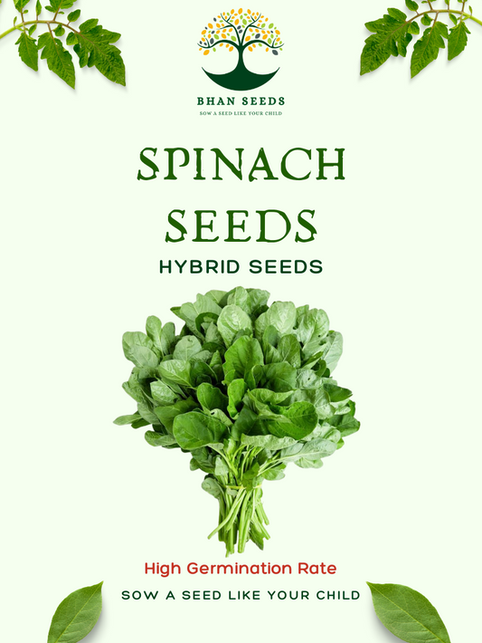 25gm Spinach (Palak) Seeds – Nutrient-Packed & Fast-Growing! 🌿